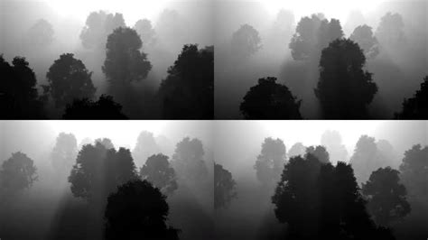 白色意境迷雾森林舞台背景,其它舞台背景下载,高清1920X1080视频素材下载,凌点视频素材网,编号:315477