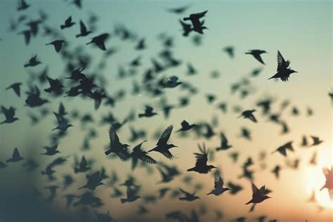 Pattern Flying 的图像结果