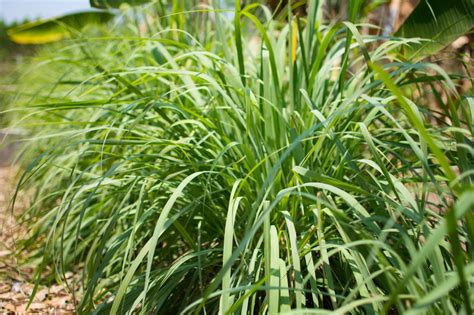 Why lemon and citronella grasses may be just the mosquito-fighting balm ...