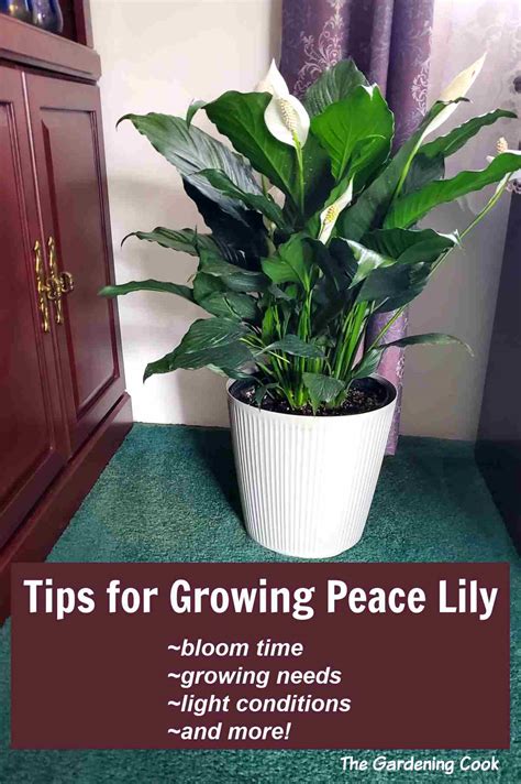Peace Lily Care Indoors - How to Grow Peace Lily (Spathiphyllum)