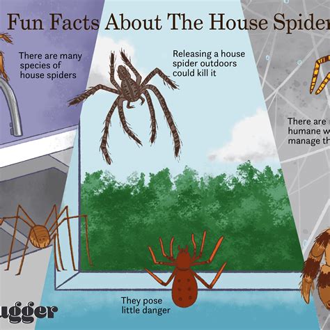 Spider On Floor Meaning | Viewfloor.co