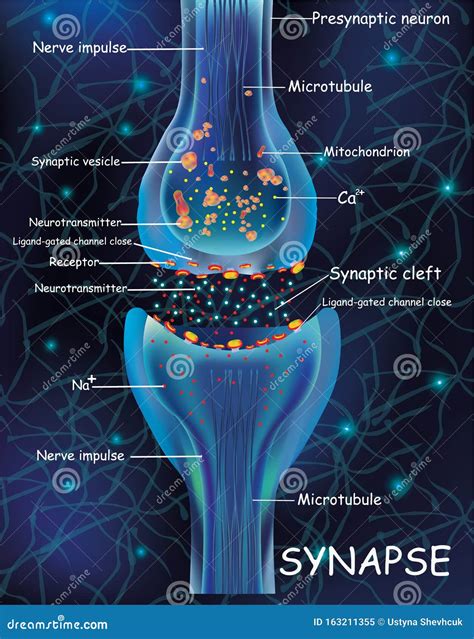 Synapse in Brain 的图像结果