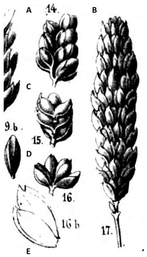 Exploring the Origins of Hexaploid Wheats: Typification of ...