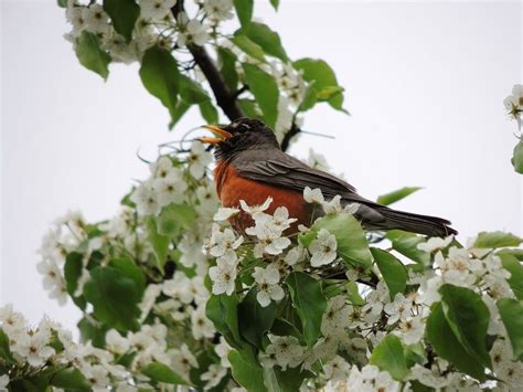Image result for Spring Spring Spring Like All the Birds