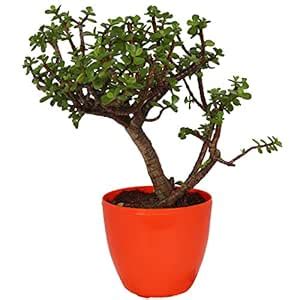 Jade 3 Year Old Bonsai Plant with Pot by Zaavic : Amazon.in: Garden ...