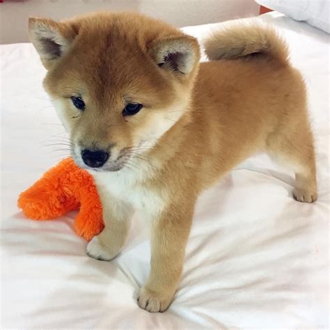★shiba★ | Cute dogs images, Cute puppies, Cute dogs breeds