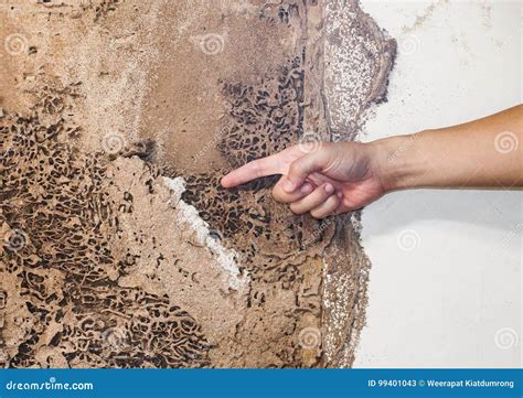 Termite Nest At Wooden Wall, Nest Termite At Wood Decay Window Sill ...