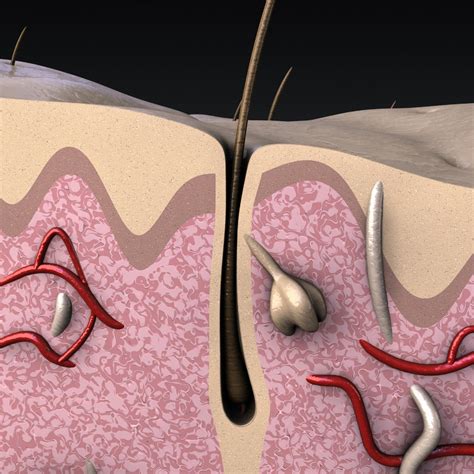 Hair Follicle Pulled Out