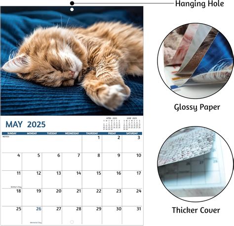 GoiUnlt 2025-2026 Calendar, Cat Naps Calendar 2025-2026 India | Ubuy