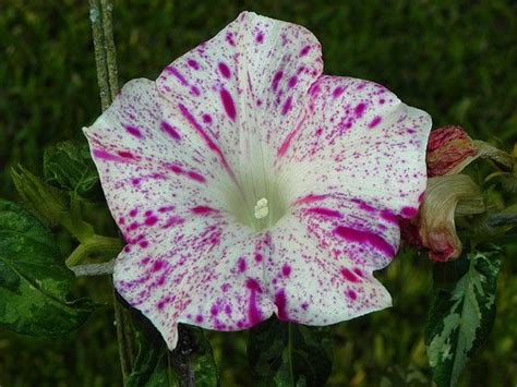 मॉर्निंग ग्लोरी फ्लॉवर प्लांटची वाढ आणि काळजी कशी घ्यावी? | Housing News