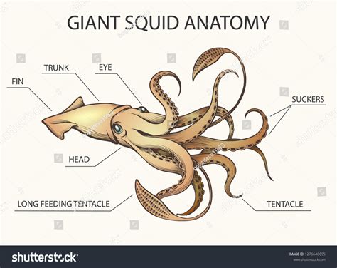 Anatomy Of A Squid Worksheet Science From Scratch - Adriansonfifth