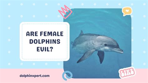 Do Dolphins Eat Humans? Dolphins' Potential Dangers Explained ...