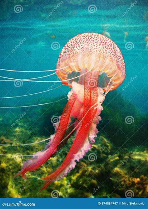 Jellyfish and Sea Jellies are the Informal Common Names Given To the Medusa-phase Stock Image ...