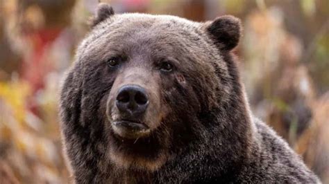 Massive 450-Pound Grizzly Known as ‘The Boss’ Takes a Rare Trip to ...