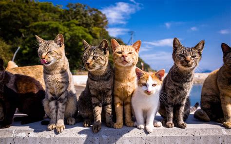 日本猫岛视频，居民只有猫的1/6，原片无剪辑_哔哩哔哩_bilibili
