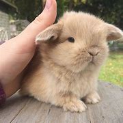 Image result for Blue Eyed White Holland Lop