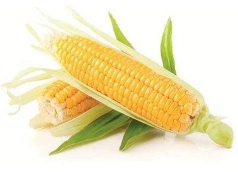 Fresh Sweet Corn Manufacturer, Supplier from Visakhapatnam
