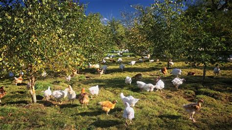 Meat company’s relocation to Ireland unlikely to affect GDP – The Irish ...