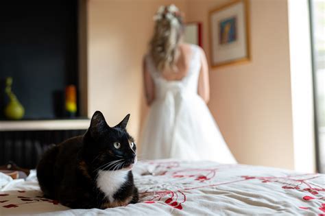 How To Incorporate Cats Into Your Wedding Day With Style