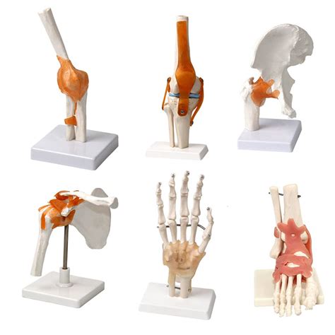 Buy UIGJIOG Human Joint Model Skeleton Hand Elbow Wrist Ankle Shoulder ...