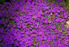 fiori perenni per aiuole i fiori e le piante pi 249 adatte per un aiuola color porpora fiori perenni per aiuole i fiori e le piante pi 249 adatte per un aiuola color porpora
