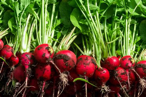 How To Grow Radishes From Radishes at Lula Meyers blog