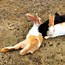 Image result for How to Make a Bunny Tail