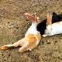 Image result for Pointed Rabbit