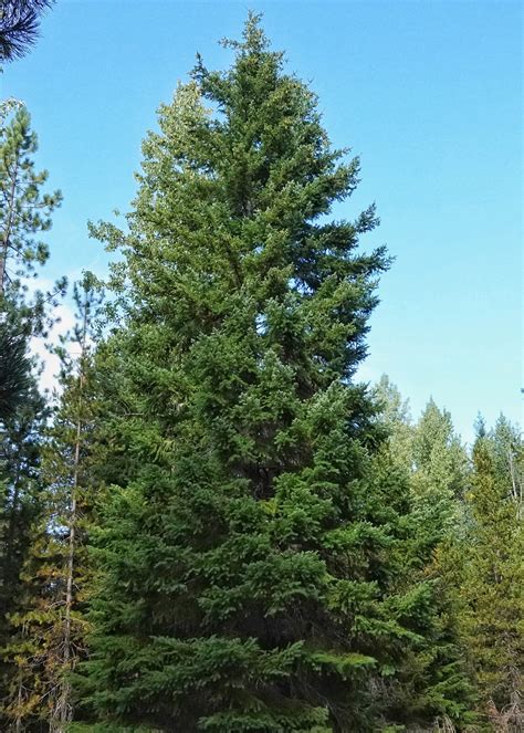 Pseudotsuga menziesii (Douglas-fir) - 10,000 Things of the Pacific ...