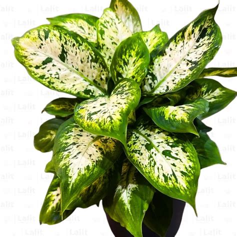 Dieffenbachia Compacta - Plant – Lalit Enterprise