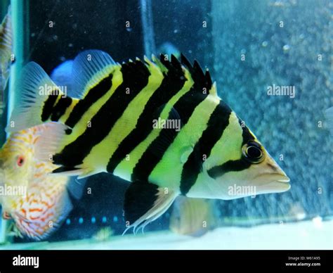 Tiger fish in the aquarium Stock Photo - Alamy