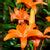 Grow Vibrant Asiatic Lilies at Home with Our Complete Bulb Growing Kit