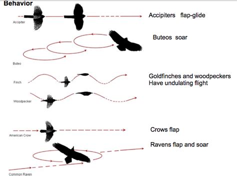 Image result for Defensive Flight Patterns