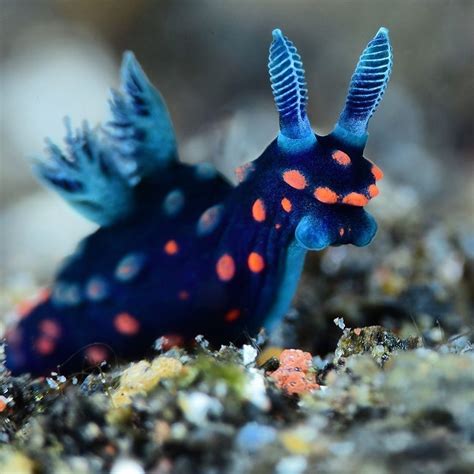 Top Ten Coolest Sea Animals at John Balderrama blog