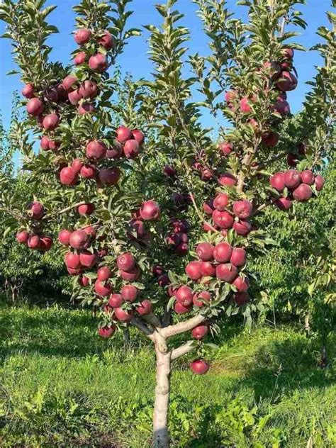 Red apple plant grafted | grafted plant for red apple (pack of 1 ...