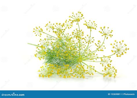 Dill with flower stock image. Image of herbs, background - 15369881