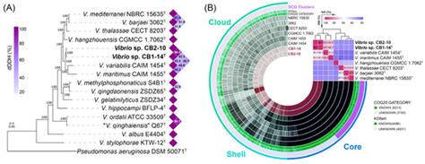 Description and Genome-Based Analysis of Vibrio chaetopteri sp. nov., a ...