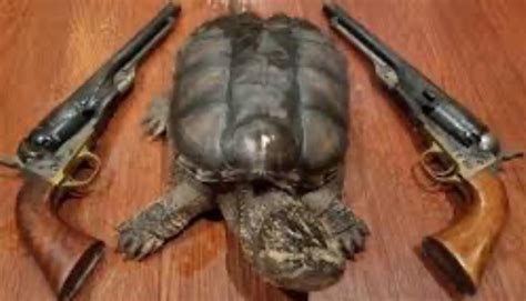 Image result for Turtle Gun