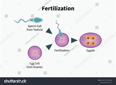 Fertilization Fertilisation Process Sperm Eggs Zygote Stock Vector (Royalty Free) 2221361481 ...