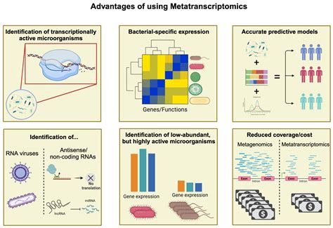 Microbiomes, Their Function, and Cancer: How Metatranscriptomics Can ...