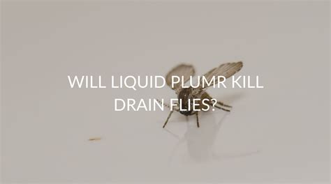 What Spray Kills Drain Flies at Harold Case blog
