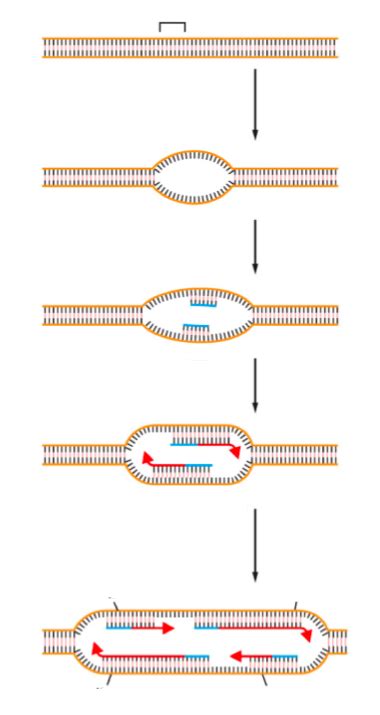 Image result for Bidirectional Replication Simulation