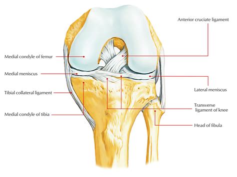 Medial Meniscus – Earth's Lab