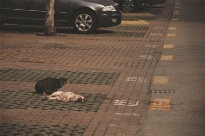流浪猫被汽车撞死 同伴守护尸体久不离去(图)|流浪猫_新浪新闻