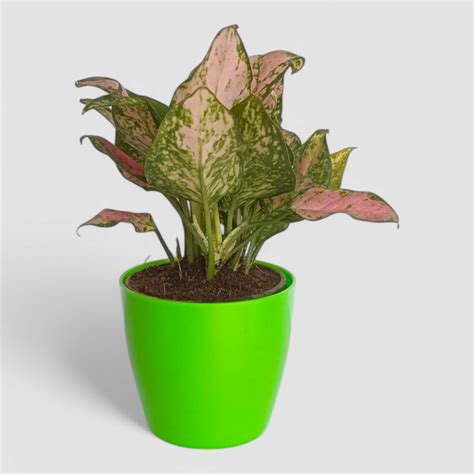 Aglaonema Pink Plant by Orchid N Petals