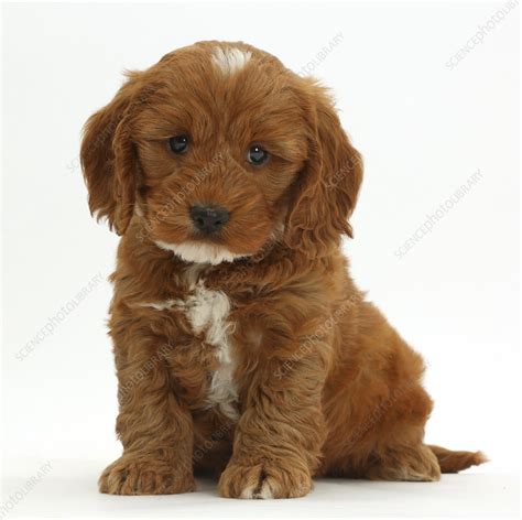 Image result for Cockapoo Dog Sitting Down
