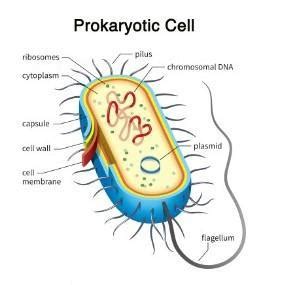 Draw a neat and labeled diagram of chromosome. - Brainly.in