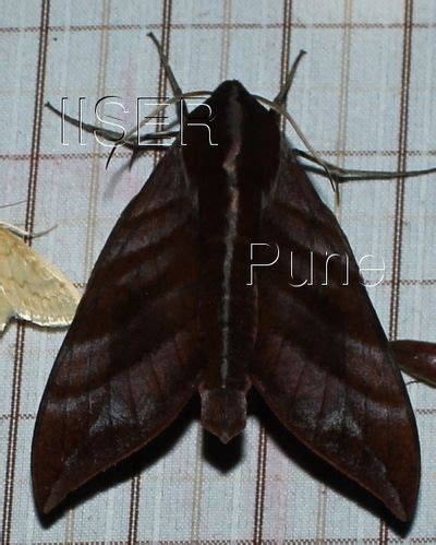 Ramana Athreya @ IISER-Pune : Sphingid Species Notes