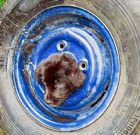 Funny Curious Animals