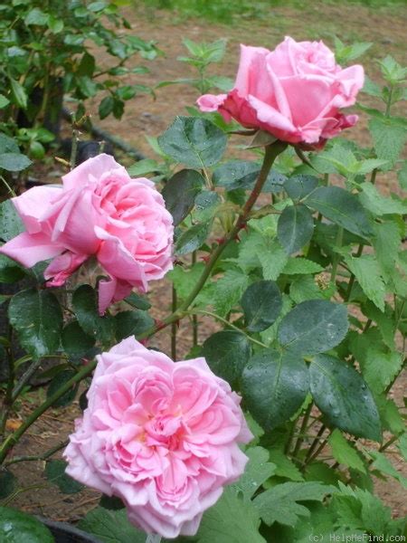 'Pink Princess' Rose